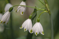 Nivalis Flower Seeds for Planting - Vibrant Blooms for Your Garden