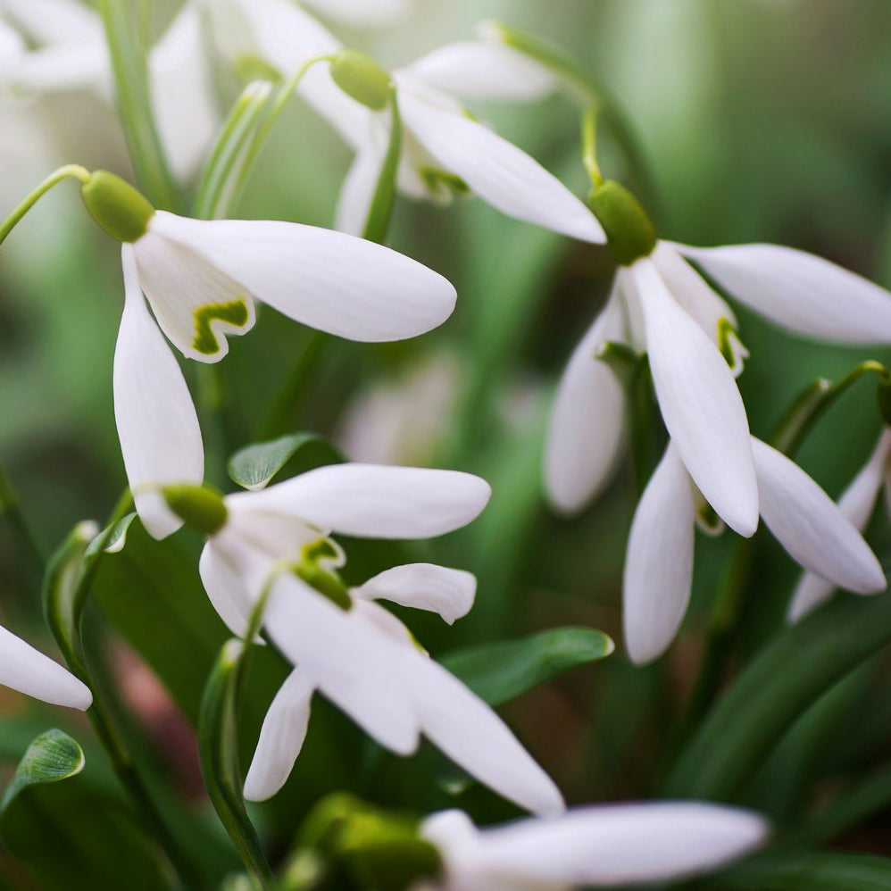 Snowdrop Bulbs Flower seeds for Planting - Fragrant Blossoms, Heirloom & GMO Free Seeds for Home Garden