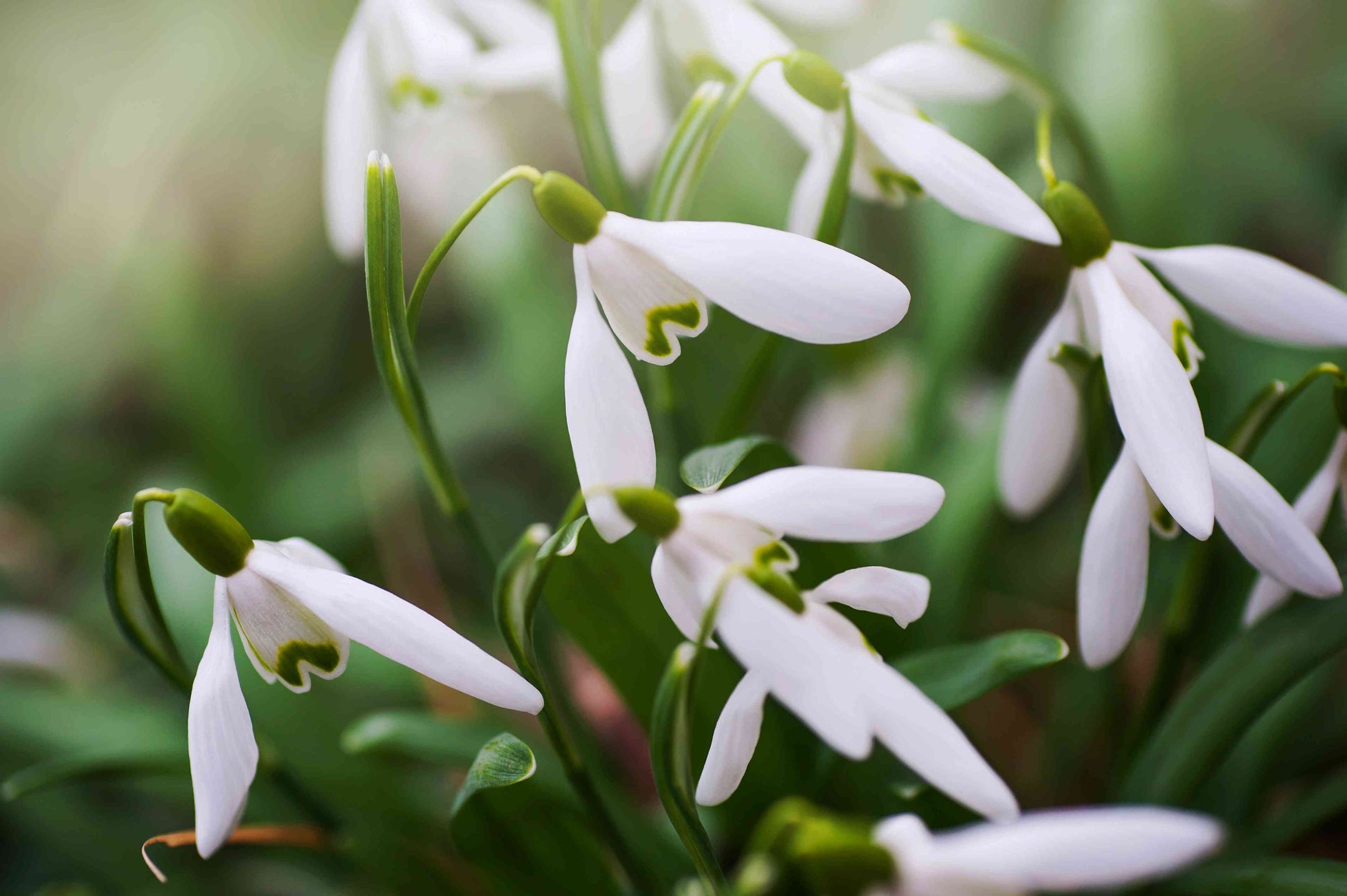 White Snowdrop Plant Seeds for Planting  Seeds for Galanthus Nivalis and Stunning Floral Displays