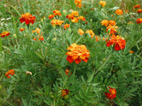 Green Marigold Flower seeds for Planting - Vibrant Colors, Heirloom & GMO Free Seeds for Home Garden
