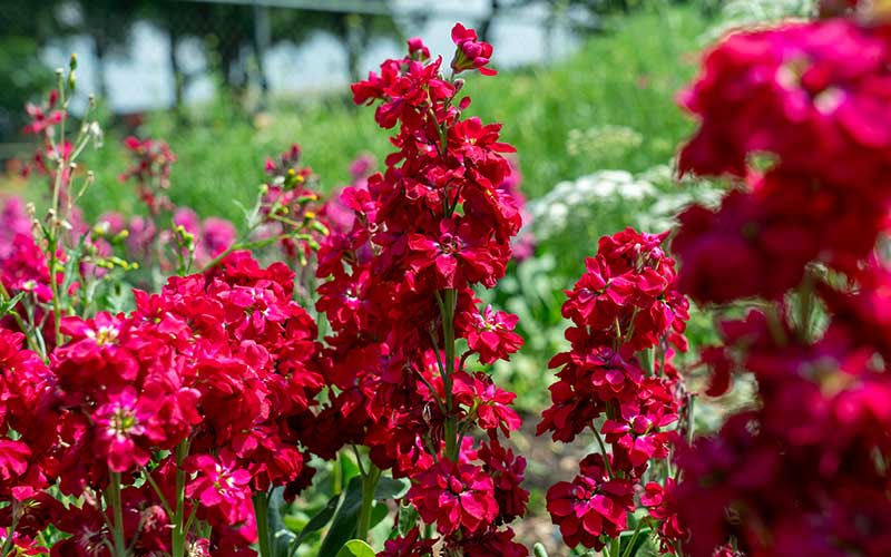 Red Mini Matthiola Incana Flower Seeds for Planting Cut Flower Favorite Heirloom & GMO Free Seeds for Home Garden 
 
 Sale