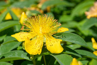 Hypericum Flower seeds for Planting Colorful Display Heirloom & GMO Free Seeds for Home Garden