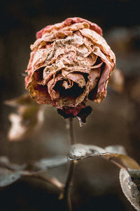 Death Rose Pink Flower seeds for Planting - Cottage Garden Essential, Heirloom & GMO Free Seeds for Home Garden