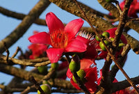 Red Cotton Tree Seeds (Bombax ceiba) – Unique, Tropical Red Flowering Tree for Landscaping