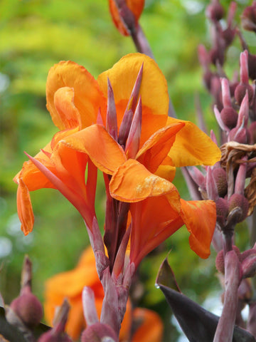 Orange Indica Flower seeds for Planting - Sun Loving, Heirloom & GMO Free Seeds for Home Garden