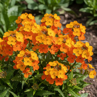 Siberian Flower seeds for Planting Low Maintenance Heirloom & GMO Free Seeds for Home Garden