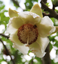 Adansonia Digitata Flower seeds for Planting Bright Blooms Heirloom & GMO Free Seeds for Home Garden