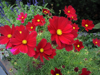 Dichondra Cosmos Flower seeds for Planting - Hardy Variety, Heirloom & GMO Free Seeds for Home Garden
