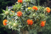 Heirloom SafFlower seeds for Planting Garden Favorite Heirloom & GMO Free Seeds for Home Garden