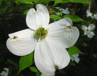 Cornus Flower seeds for Planting Low Maintenance Heirloom & GMO Free Seeds for Home Garden 
 
 Sale