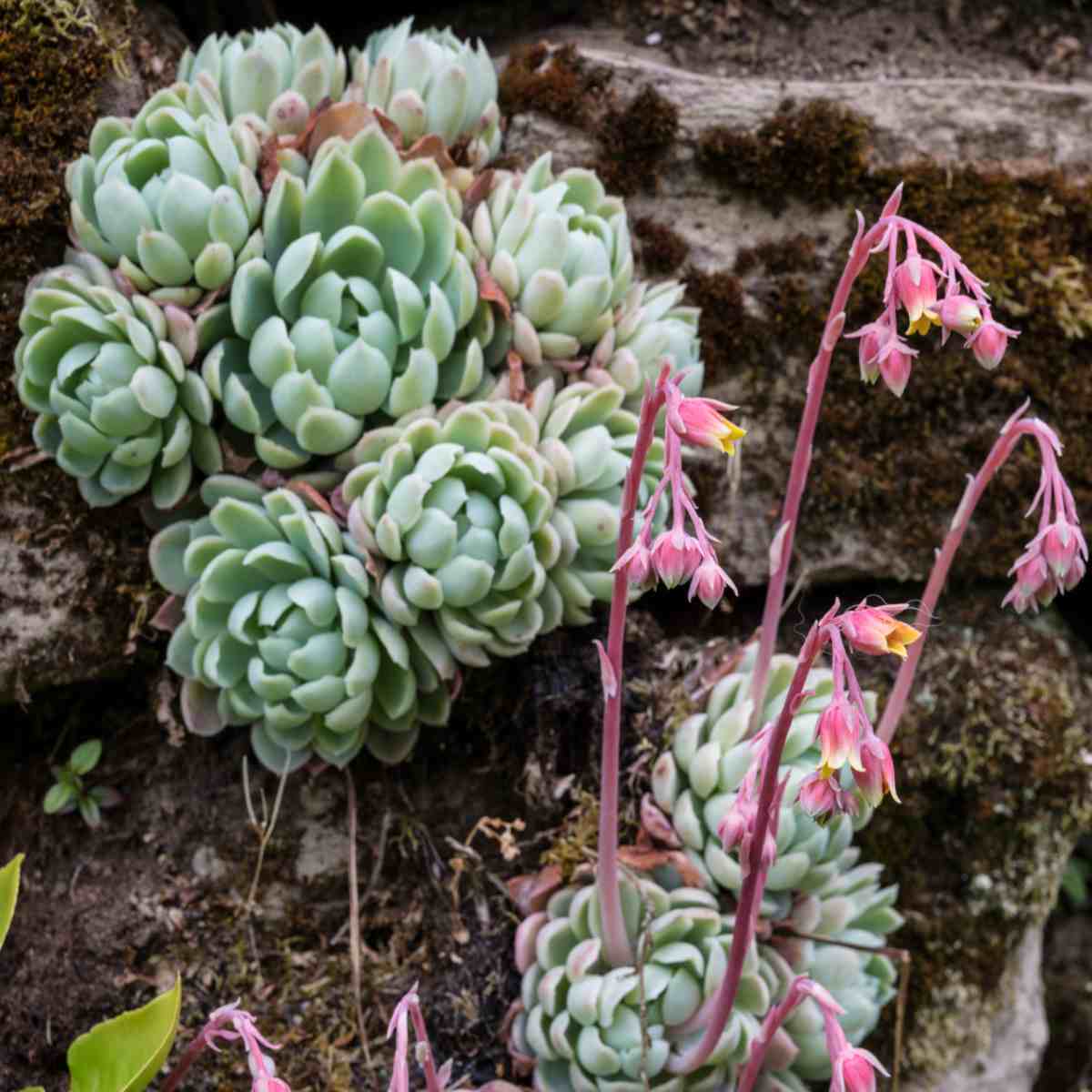 Echeveria Flower seeds for Planting - Vibrant Colors, Heirloom & GMO Free Seeds for Home Garden