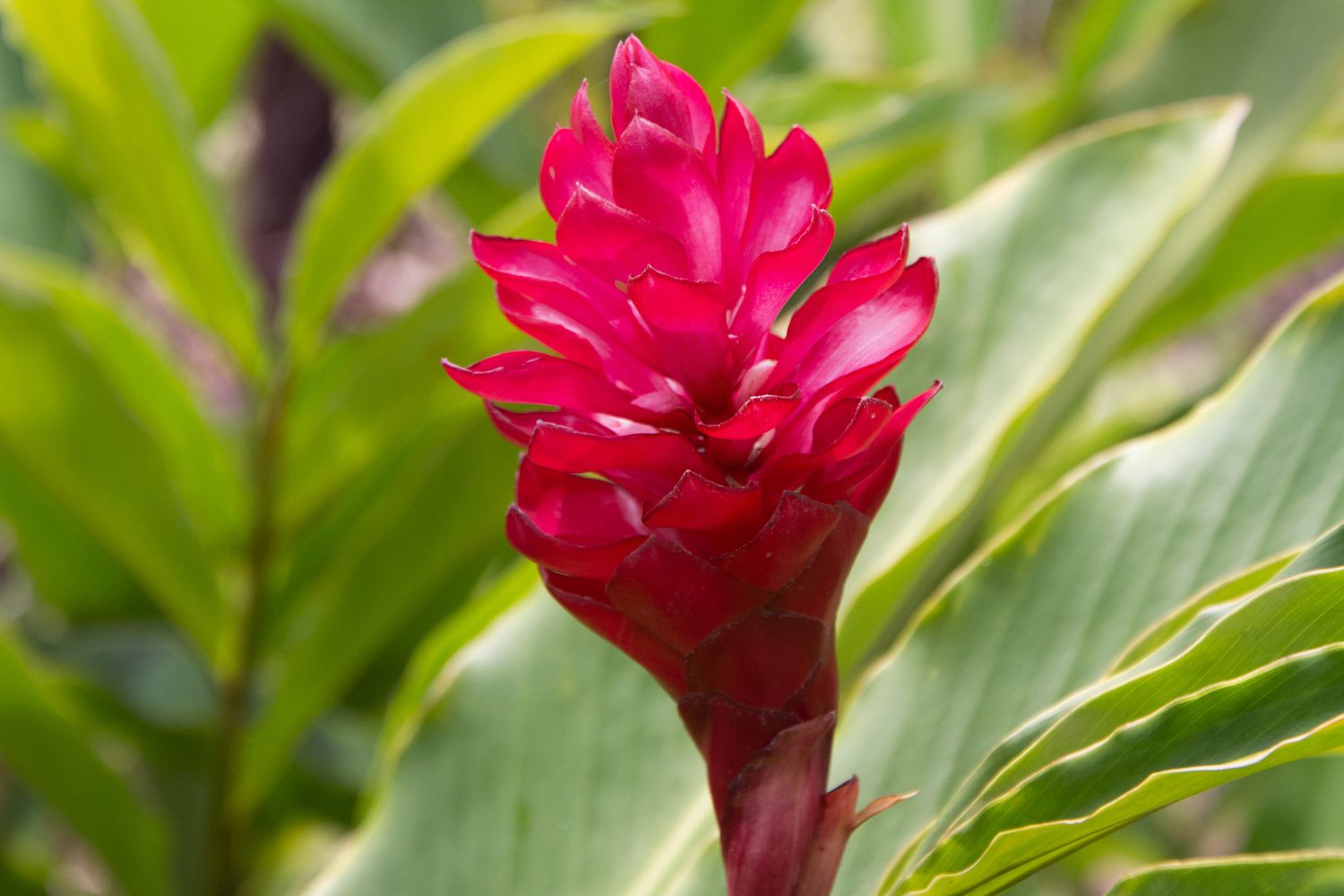 Ginger Flower seeds for Planting Compact Growth Heirloom & GMO Free Seeds for Home Garden 
 
 Sale