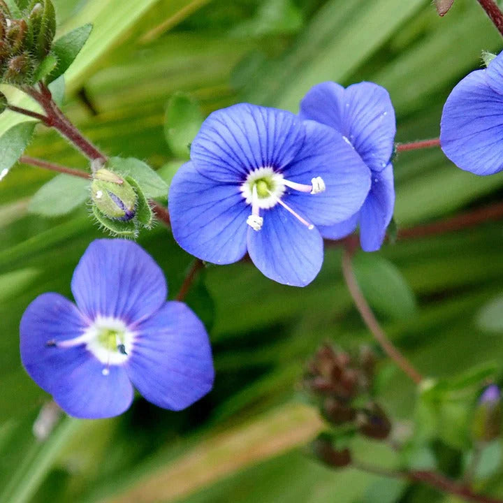 Blue Veronica Repens Flower seeds for Planting - Compact Growth, Heirloom & GMO Free Seeds for Home Garden