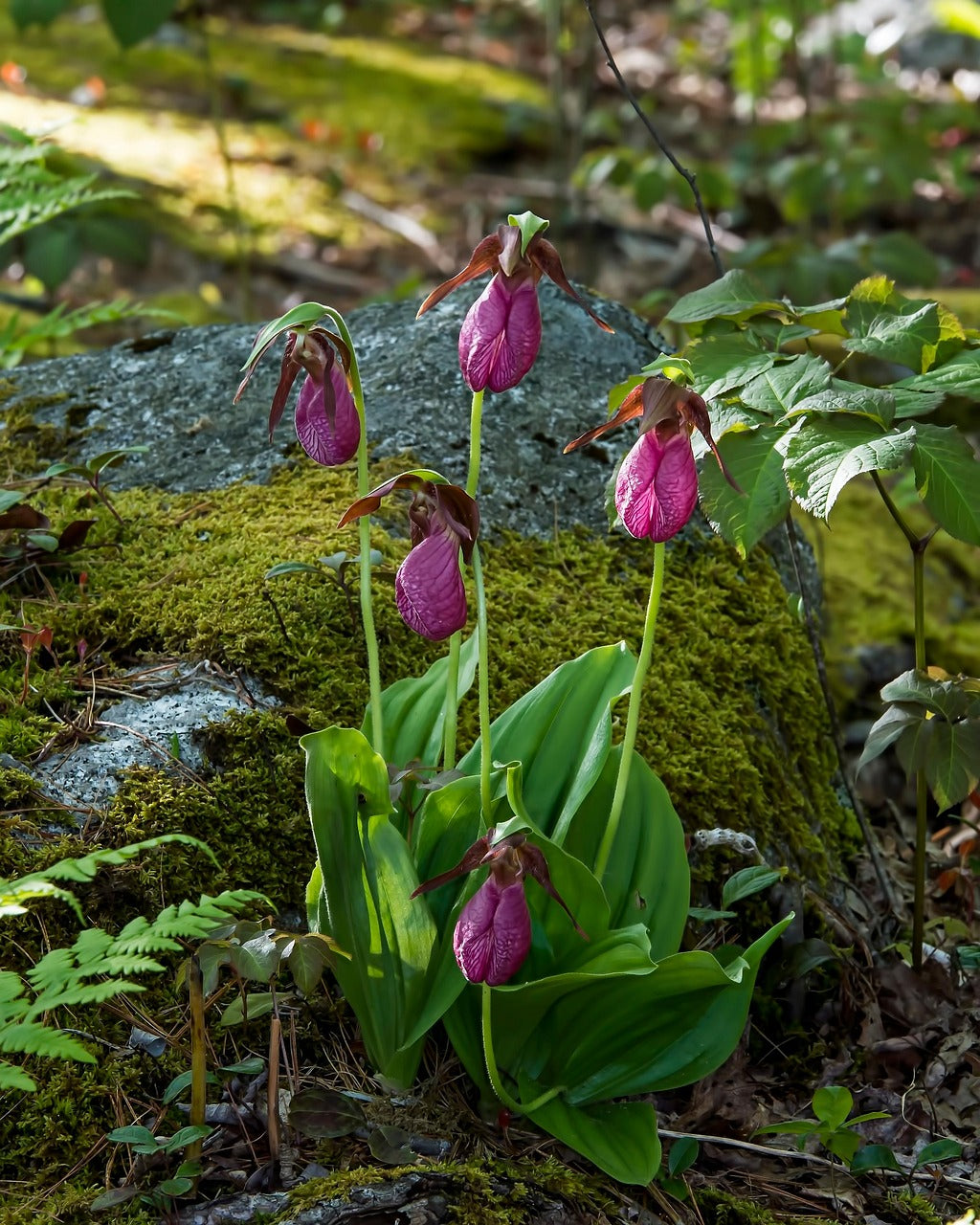 Slipper Orchid Flower seeds for Planting - Sun Loving, Heirloom & GMO Free Seeds for Home Garden