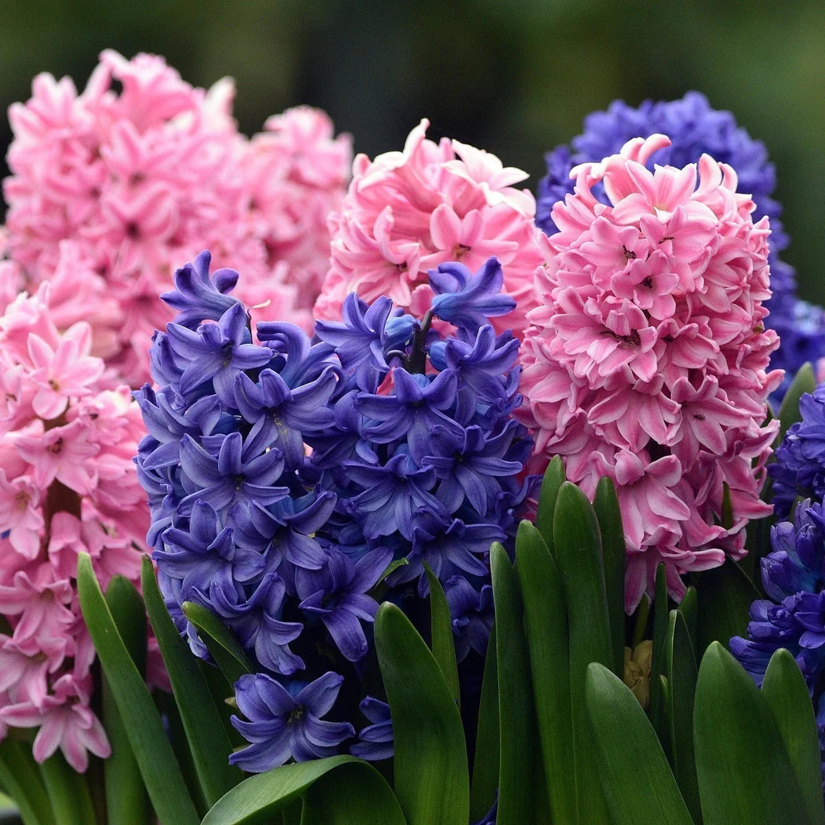 Hyacinthus Flower seeds for Planting Garden Favorite Heirloom & GMO Free Seeds for Home Garden
 
 Sale