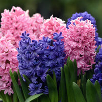 Hyacinthus Flower seeds for Planting Garden Favorite Heirloom & GMO Free Seeds for Home Garden
 
 Sale