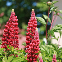 Red Lupin Flower seeds for Planting - Drought Tolerant, Heirloom & GMO Free Seeds for Home Garden