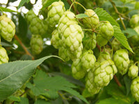 Green Hop Flower Seeds for Planting  and Gardening