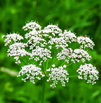 Anisum Flower seeds for Planting Wildflower Mix Heirloom & GMO Free Seeds for Home Garden