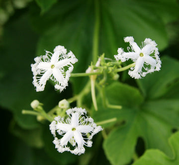 White Trichosanthes Cucumerina Flower seeds for Planting - Vibrant Colors, Heirloom & GMO Free Seeds for Home Garden