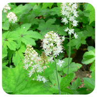 Foam Flower seeds for Planting Compact Growth Heirloom & GMO Free Seeds for Home Garden