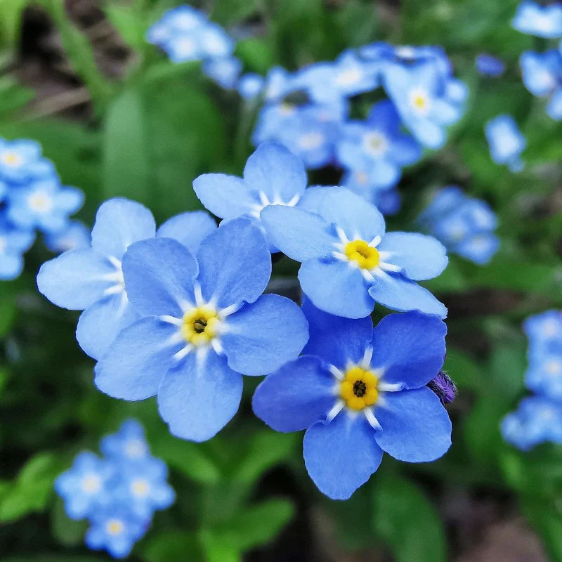 Myosotis Sylvatica Flower seeds for Planting - Pollinator Friendly, Heirloom & GMO Free Seeds for Home Garden