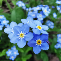 Myosotis Sylvatica Flower seeds for Planting - Pollinator Friendly, Heirloom & GMO Free Seeds for Home Garden