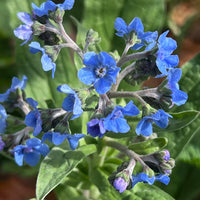 Dark Blue Nasturtium Flower Seeds for Garden Easy to Grow Heirloom & GMO Free Seeds for Home Garden
 
 Sale