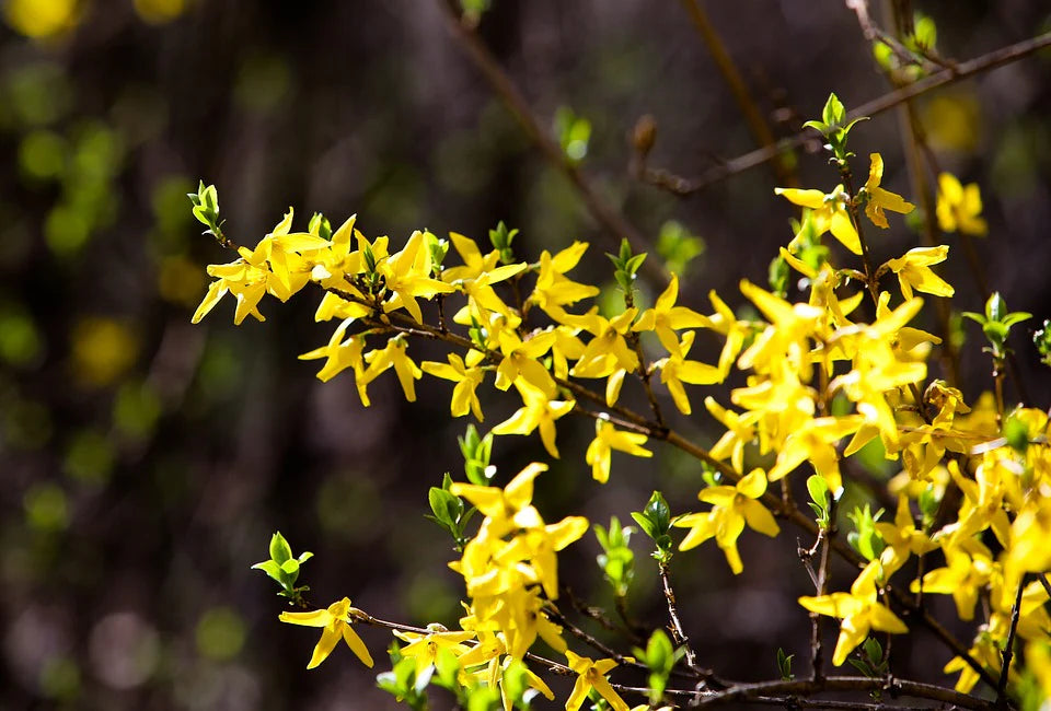 Forsythia Flower seeds for Planting - Wildflower Mix, Heirloom & GMO Free Seeds for Home Garden