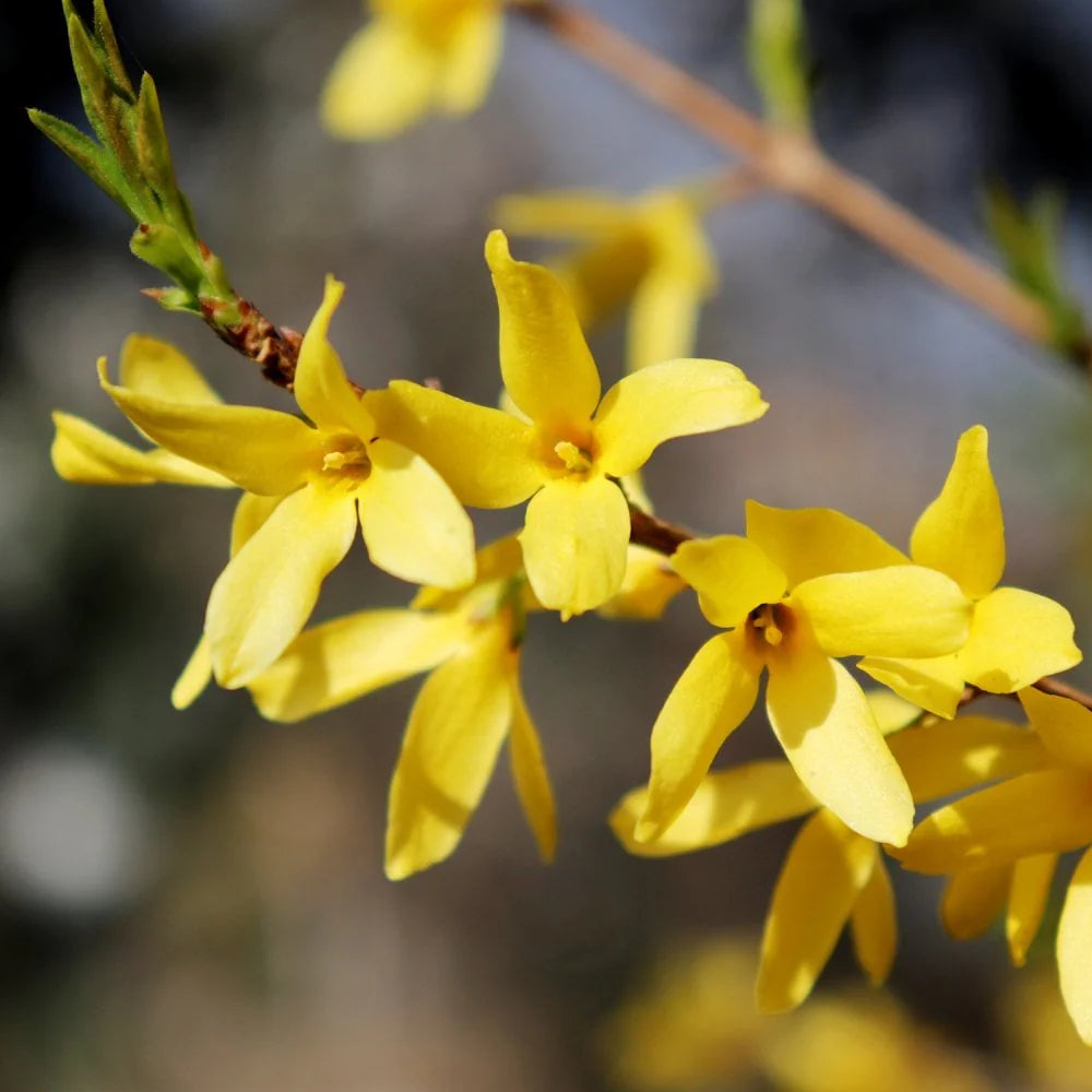 Forsythia Flower seeds for Planting - Hardy Variety, Heirloom & GMO Free Seeds for Home Garden
