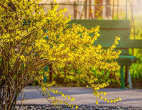 Forsythia Suspensa Weeping Forsythia Yellow Flower Seeds