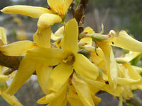 Trifoliate Forsythia Flower seeds for Planting Drought Tolerant Heirloom & GMO Free Seeds for Home Garden