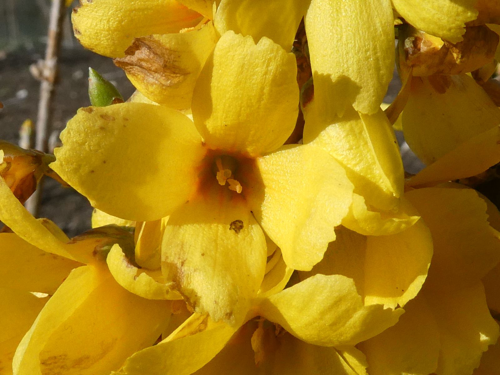 Trifoliate Forsythia Flower seeds for Planting Drought Tolerant Heirloom & GMO Free Seeds for Home Garden
