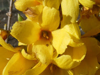 Trifoliate Forsythia Flower seeds for Planting Drought Tolerant Heirloom & GMO Free Seeds for Home Garden