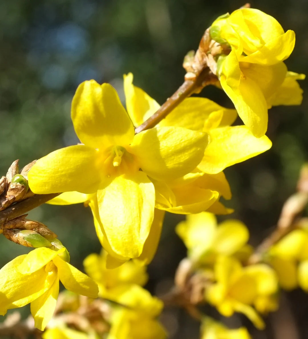 Forsythia Flower seeds for Planting - Wildflower Mix, Heirloom & GMO Free Seeds for Home Garden