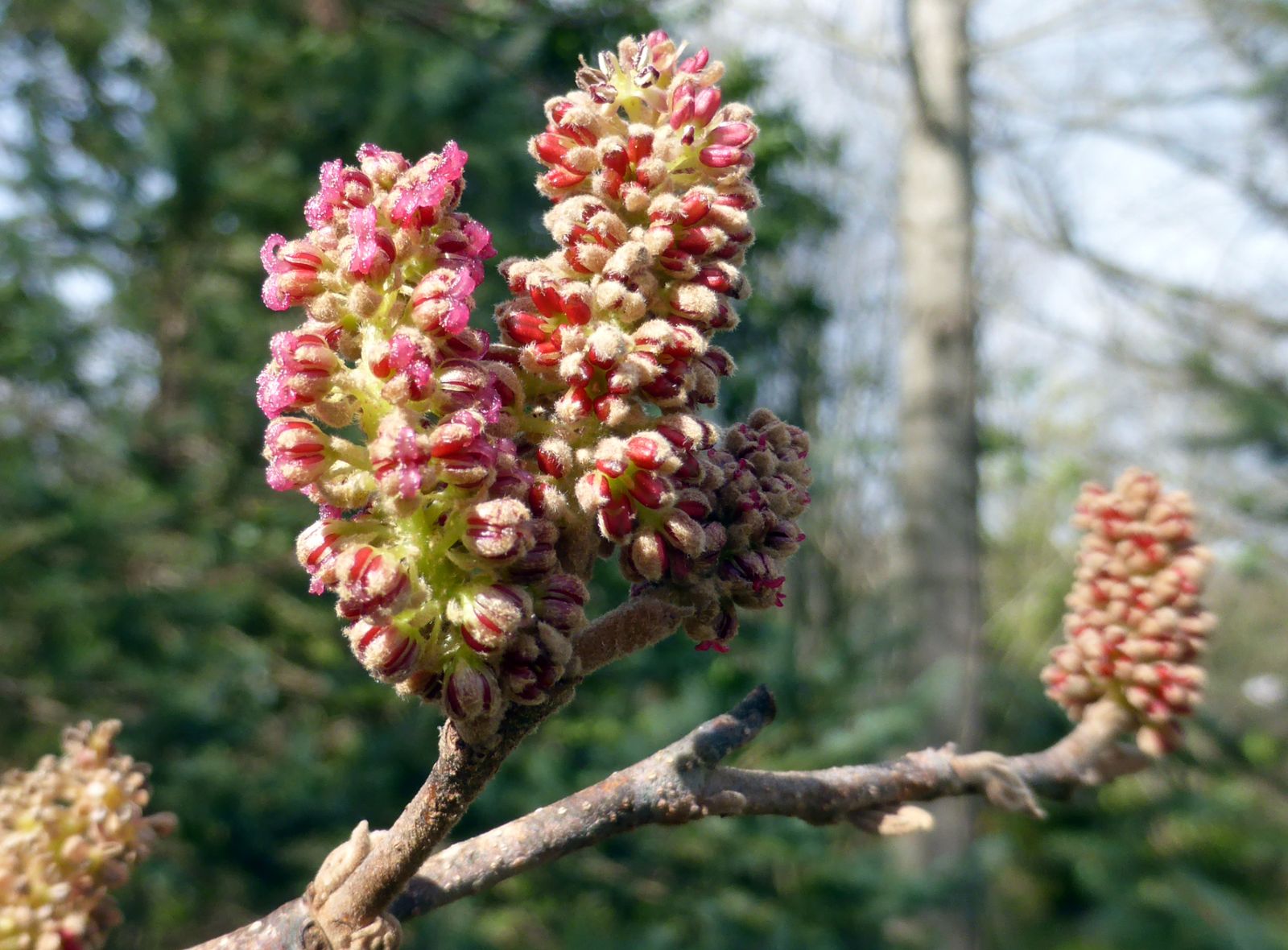 Fortunearia Sinensis Pink Flower Seeds