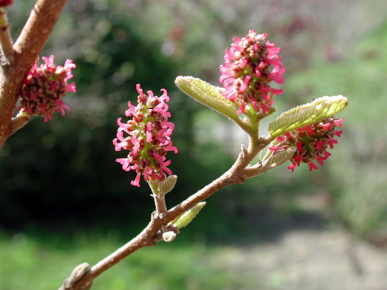 Fortunearia Sinensis Pink Flower Seeds