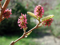 Fortunearia Sinensis Pink Flower Seeds