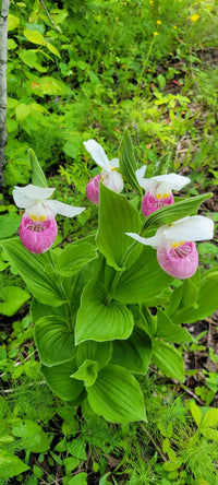 Cypripedium Flower seeds for Planting - Hardy Variety, Heirloom & GMO Free Seeds for Home Garden