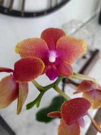 Samen Orchidee Flower Seeds for Planting