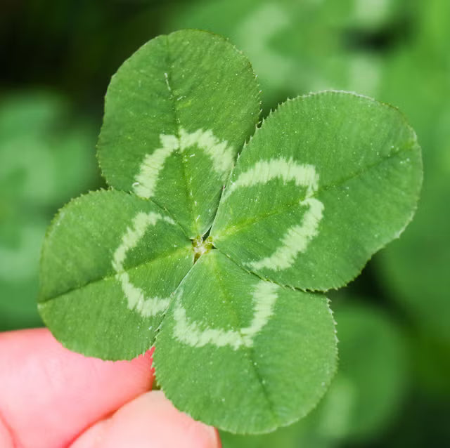 Dark Green Four Leaf Clover Seeds Colorful Display Heirloom & GMO Free Seeds for Home Garden
 
 Sale