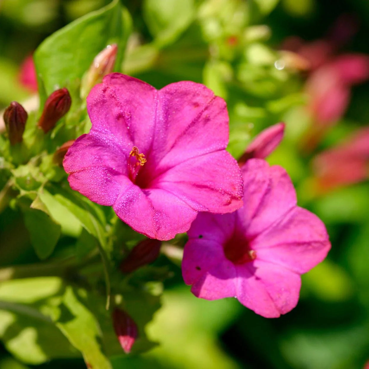Pink Mirabilis Flower Seeds for Planting Hardy Variety Heirloom & GMO Free Seeds for Home Garden
 
 Sale