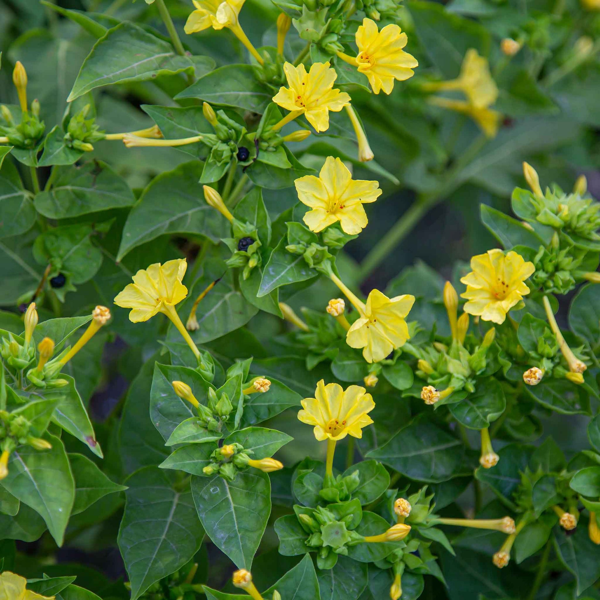 Yellow Red Four O'Clock Flower Planting  Seeds for Vibrant Blooms in Your Garden