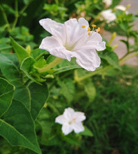 White Four O'Clock Flower seeds for Planting Shade Tolerant Heirloom & GMO Free Seeds for Home Garden 
 
 Sale
