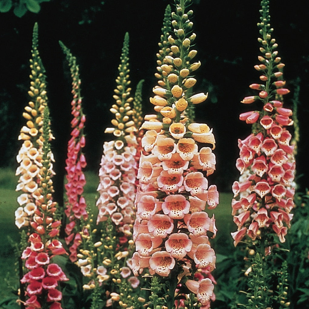 Pink Lady's Glove Flower seeds for Planting - Cut Flower Favorite, Heirloom & GMO Free Seeds for Home Garden