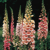 Pink Lady's Glove Flower seeds for Planting - Cut Flower Favorite, Heirloom & GMO Free Seeds for Home Garden