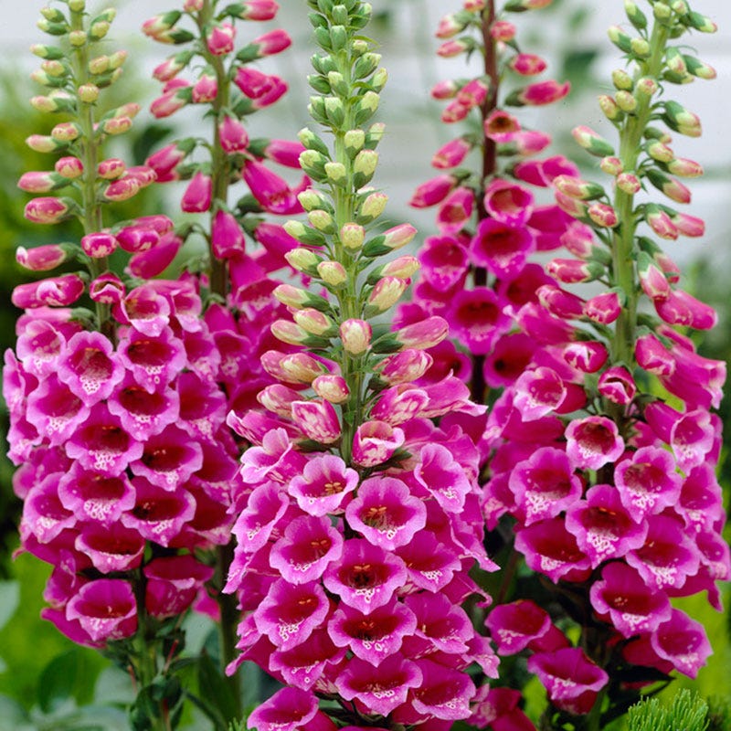 Pink Climbing Foxglove Flower seeds for Planting - Easy to Grow, Heirloom & GMO Free Seeds for Home Garden