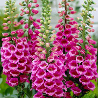 Pink Climbing Foxglove Flower seeds for Planting - Easy to Grow, Heirloom & GMO Free Seeds for Home Garden