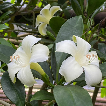 Fagraea Flower seeds for Planting Cottage Garden Essential Heirloom & GMO Free Seeds for Home Garden