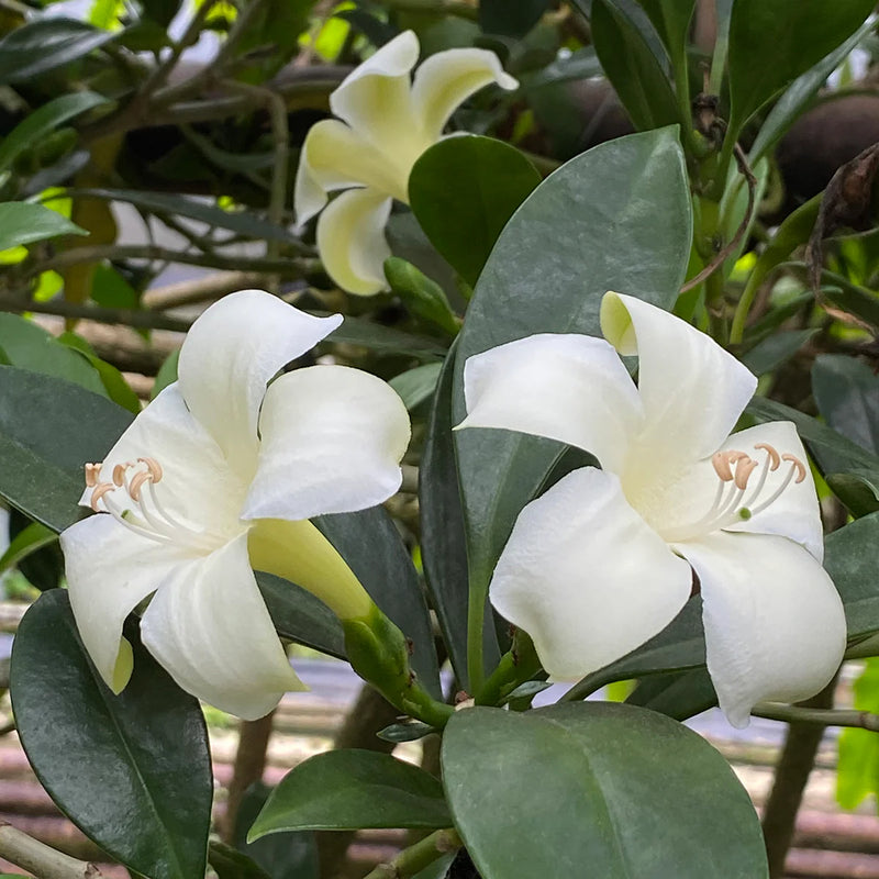 Fagraea Flower seeds for Planting Cottage Garden Essential Heirloom & GMO Free Seeds for Home Garden